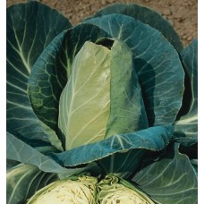 86282 - SEMENTE REPOLHO C DE BOI GIGANTE 25UN