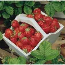 86531 - SEMENTE MORANGO VERMELHO RUGE COM 20 UNIDADES