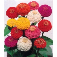 86535 - SEMENTE ZINIA DOB DAH SORTIDA C/20