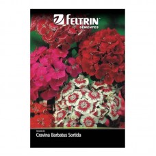 54034 - SEMENTE CRAVINA BARBATUS DOBRAD C/20