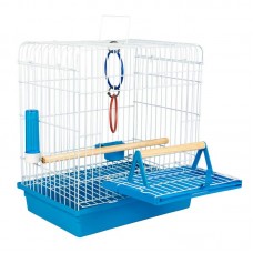 97643 - GAI ARAME CALOPSITA JUNIOR A