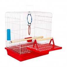 97644 - GAI ARAME CALOPSITA JUNIOR VM